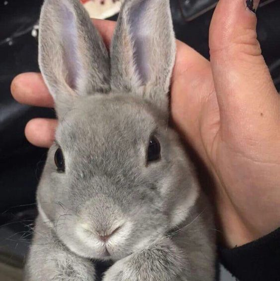 bunny